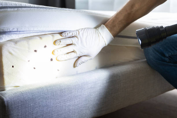 Best Pest Removal Services  in Deer Park, NY