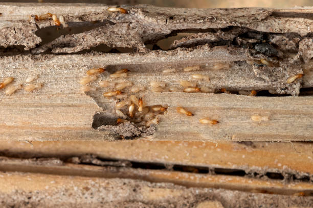 Best Best Pest Control Companies  in Deer Park, NY